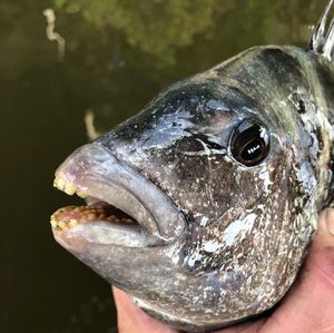 Image post by @toadfishoutfitters on Instagram
