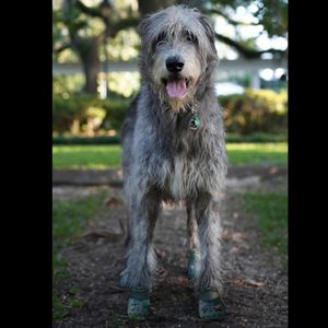 Image post by @thesavannahwolfhound on Instagram