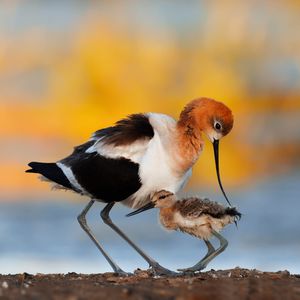 Image post by @animalplanet on Instagram