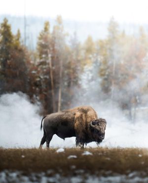 Image post by @nationalparkscollective on Instagram