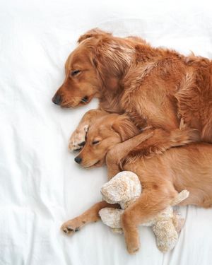 Image post by @animalplanet on Instagram