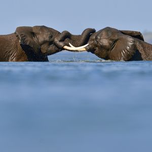 Image post by @chiawasafaris on Instagram