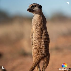 Image post by @animalplanet on Instagram