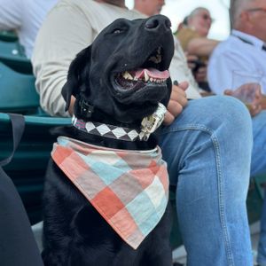 Image post by @gowoodducks on Instagram