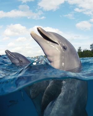 Image post by @discovery on Instagram