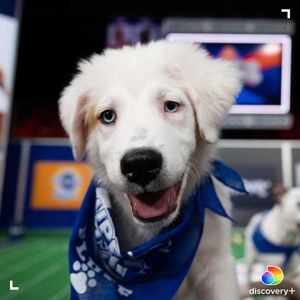 Image post by @animalplanet on Instagram