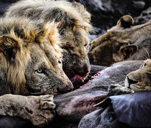 Image post by @chiawasafaris on Instagram