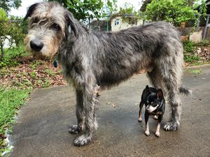 Image post by @thesavannahwolfhound on Instagram