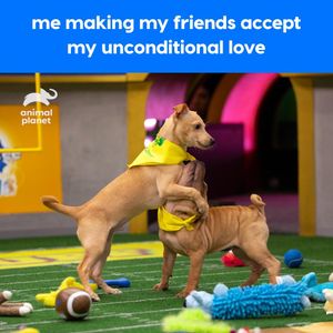 Image post by @animalplanet on Instagram