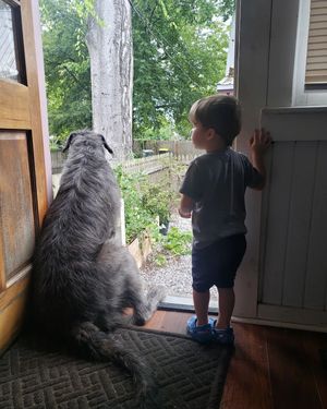 Image post by @thesavannahwolfhound on Instagram