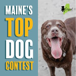 Image post by @themainemag on Instagram