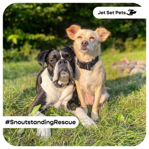 Image post by @jetsetpets on Instagram