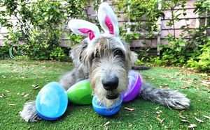 Image post by @thesavannahwolfhound on Instagram