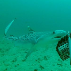 Image post by @animalplanet on Instagram