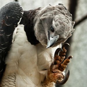 Image post by @animalplanet on Instagram