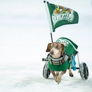 Image post by @everett_silvertips on Instagram