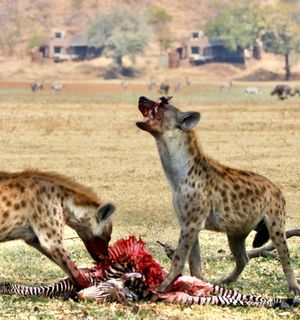 Image post by @chiawasafaris on Instagram