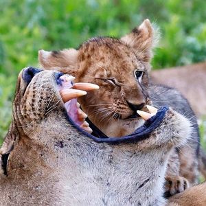 Image post by @chiawasafaris on Instagram