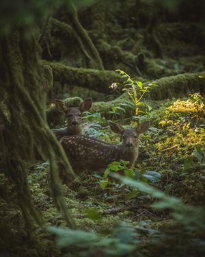 Image post by @nationalparkscollective on Instagram