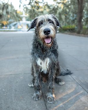 Image post by @thesavannahwolfhound on Instagram