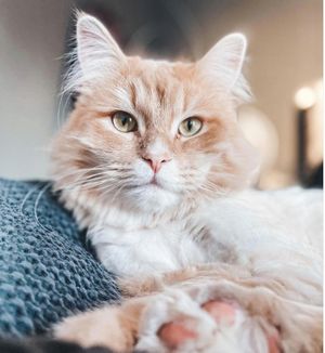 Image post by @evolvepetfood on Instagram