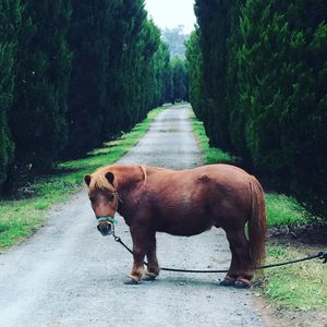 Image post by @snaffle_it on Instagram