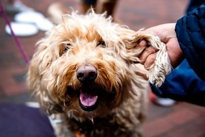 Image post by @northeastern on Instagram