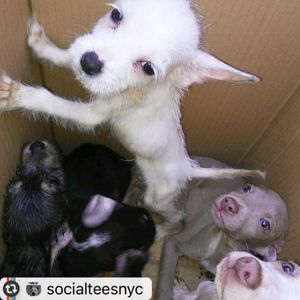 Image post by @nikkiglaser on Instagram
