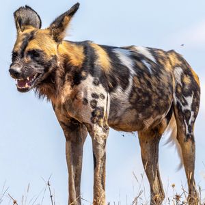 Image post by @chiawasafaris on Instagram