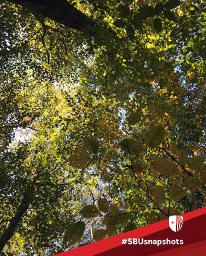 Image post by @stonybrooku on Instagram