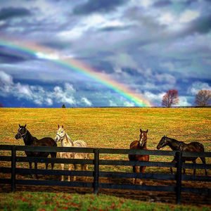 Image post by @thebloodhorse on Instagram