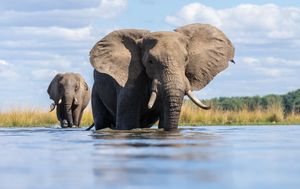 Image post by @chiawasafaris on Instagram