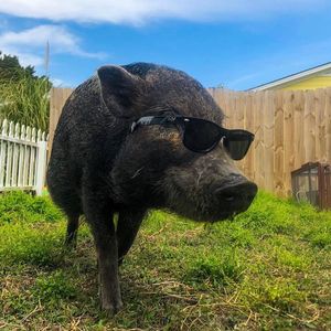 Image post by @faroutsunglasses on Instagram