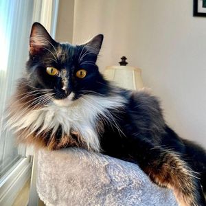 Image post by @evolvepetfood on Instagram