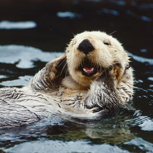 Image post by @animalplanet on Instagram