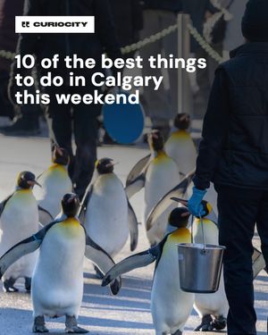 Image post by @curiocitycalgary on Instagram