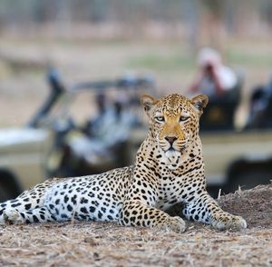 Image post by @chiawasafaris on Instagram