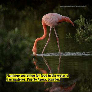 Image post by @greenpeace on Instagram