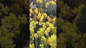 Video post by @abc15 on YouTube