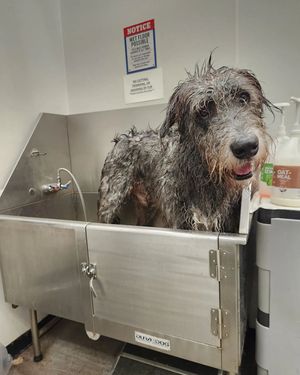 Image post by @thesavannahwolfhound on Instagram