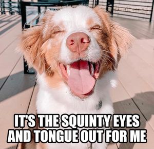 Image post by @evolvepetfood on Instagram