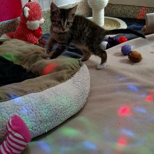 Image post by @animalplanet on Instagram