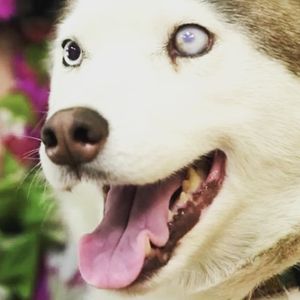 Image post by @animalplanet on Instagram