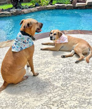 Image post by @evolvepetfood on Instagram