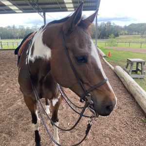 Image post by @ankehawkebalanceddressage on Facebook