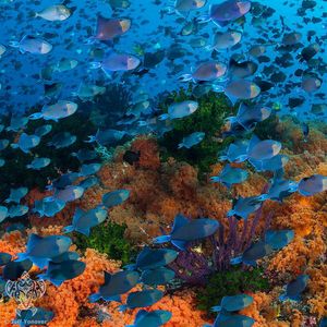 Image post by @discovery on Instagram