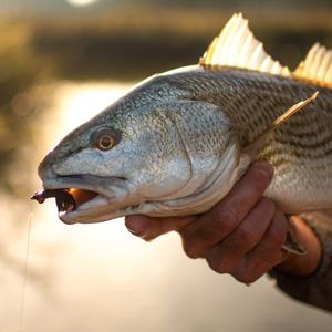 Image post by @toadfishoutfitters on Instagram