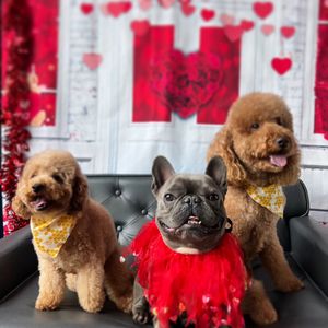 Image post by @alldogsunleashed_clt on Instagram