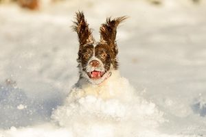 Image post by @animalplanet on Instagram