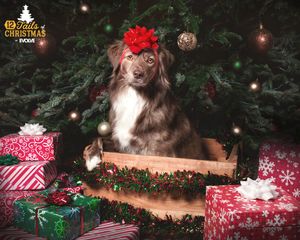 Image post by @evolvepetfood on Instagram